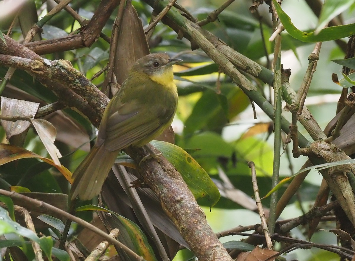 Wedge-tailed Jery - Stephan Lorenz / Rockjumper Birding Tours