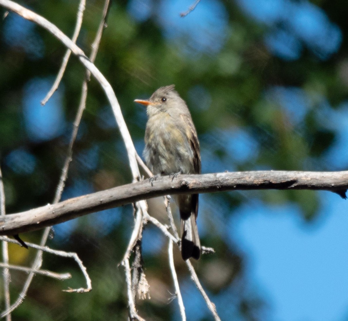 Greater Pewee - ML496768901