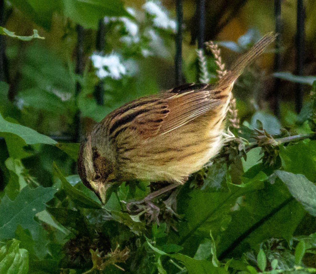 Swamp Sparrow - ML496769051