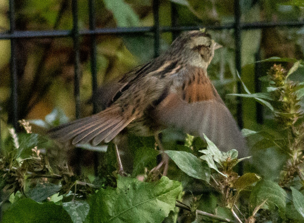 Swamp Sparrow - ML496769061
