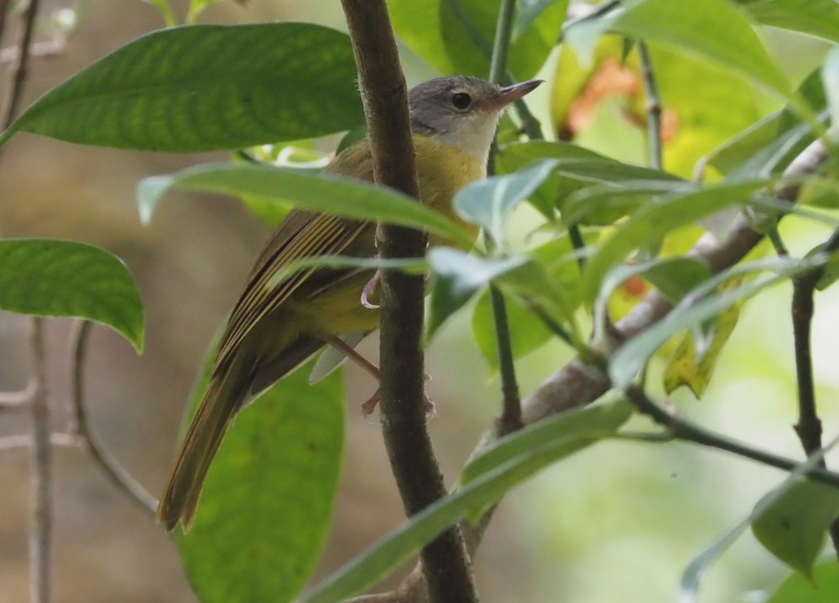 Gray-crowned Tetraka - ML496769631