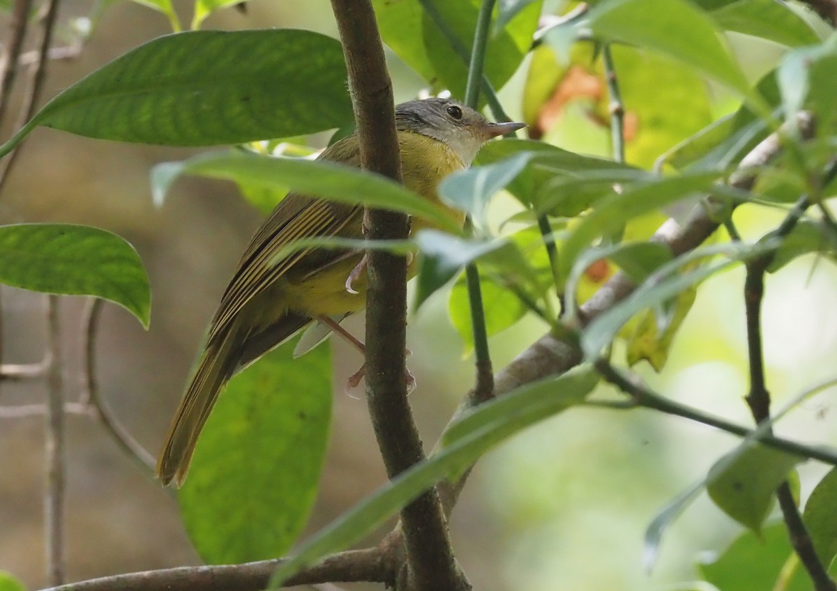 Gray-crowned Tetraka - ML496769911