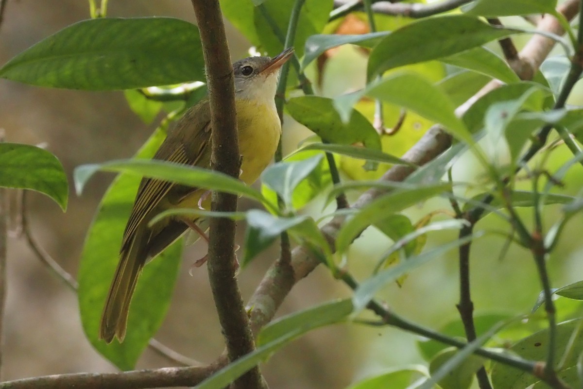 Gray-crowned Tetraka - Stephan Lorenz