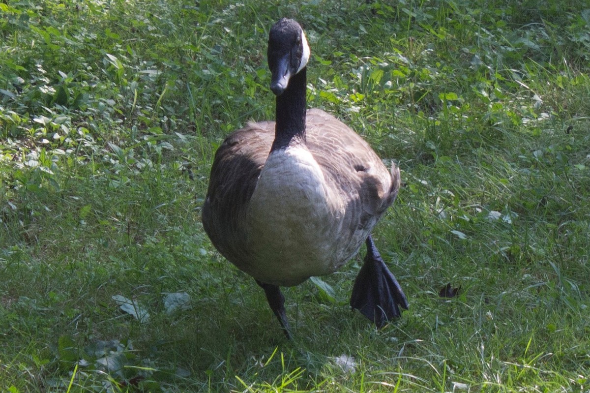 Canada Goose - ML49677041