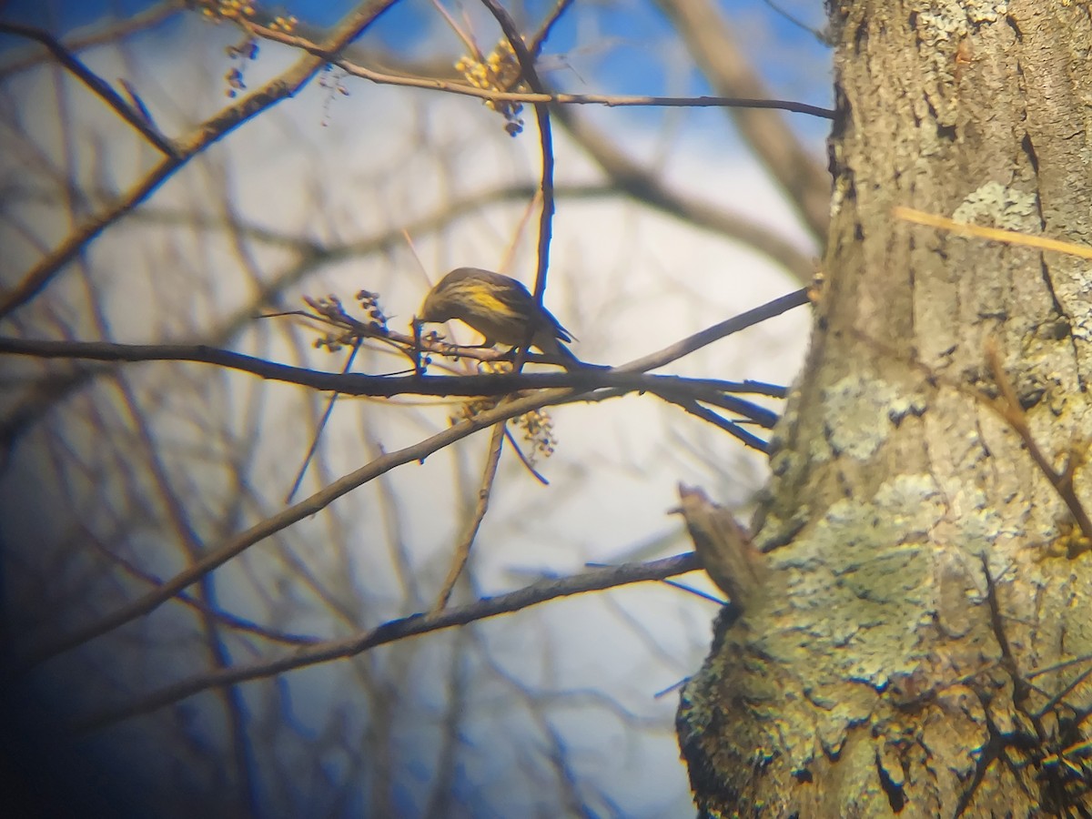 Yellow-rumped Warbler - ML496770431