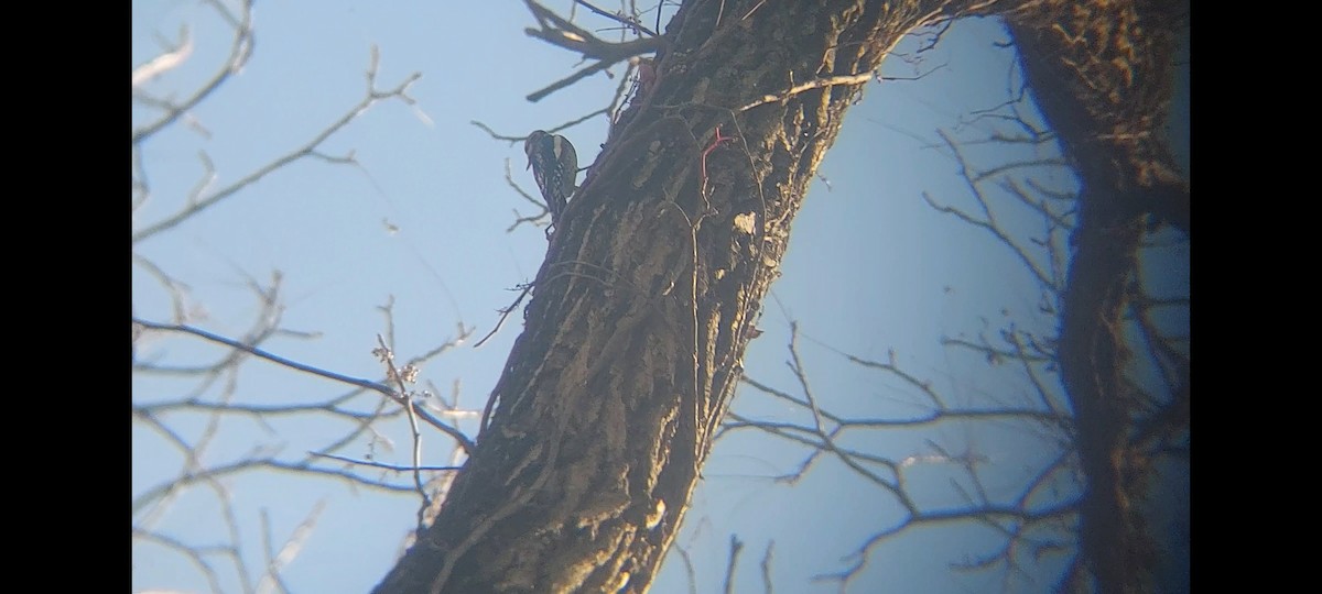 Yellow-bellied Sapsucker - Emerson Lisboa