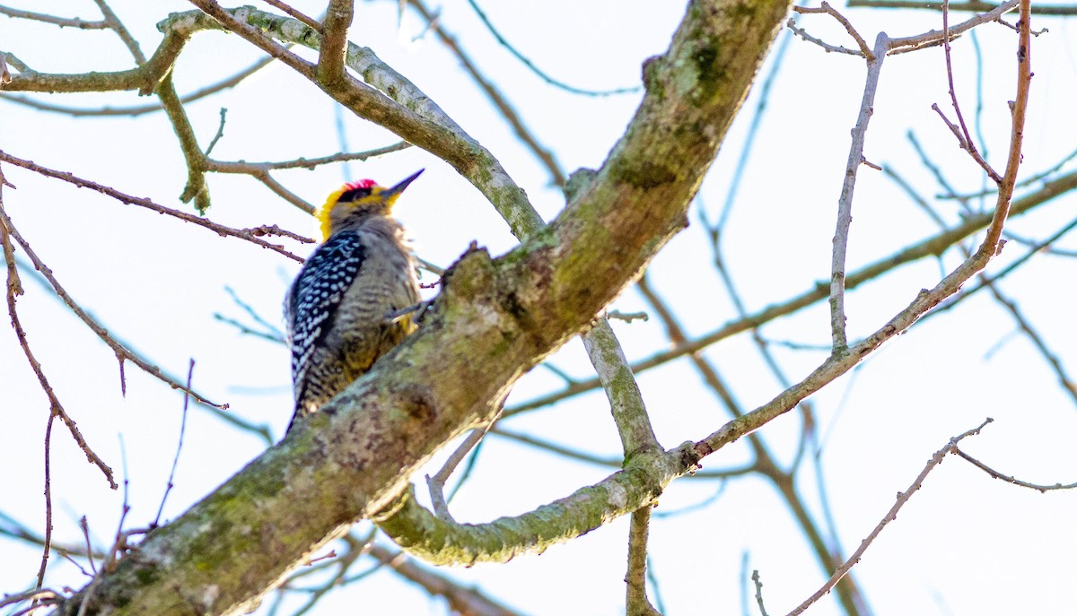 Golden-cheeked Woodpecker - ML496771071