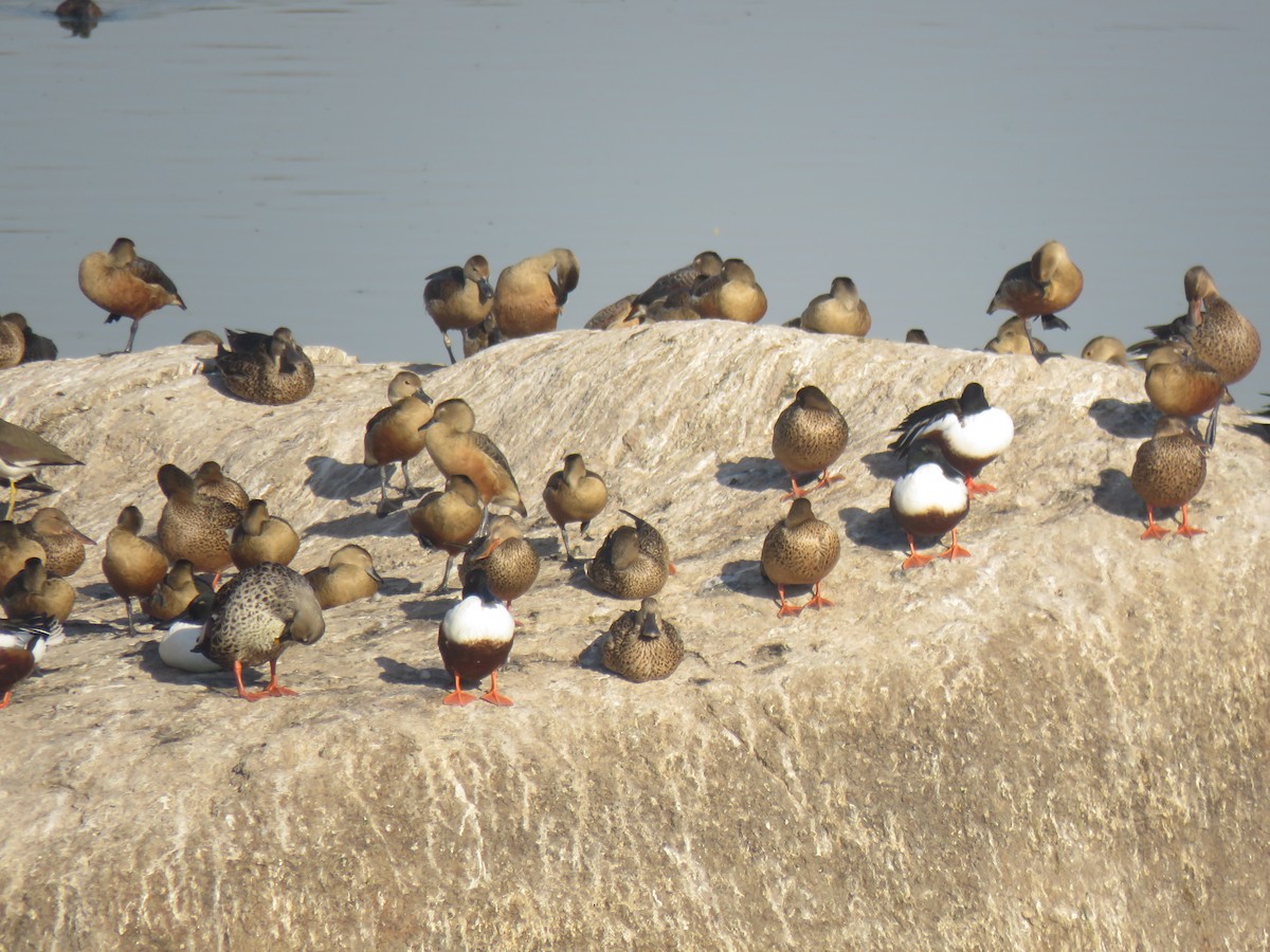 Northern Shoveler - ML49677251