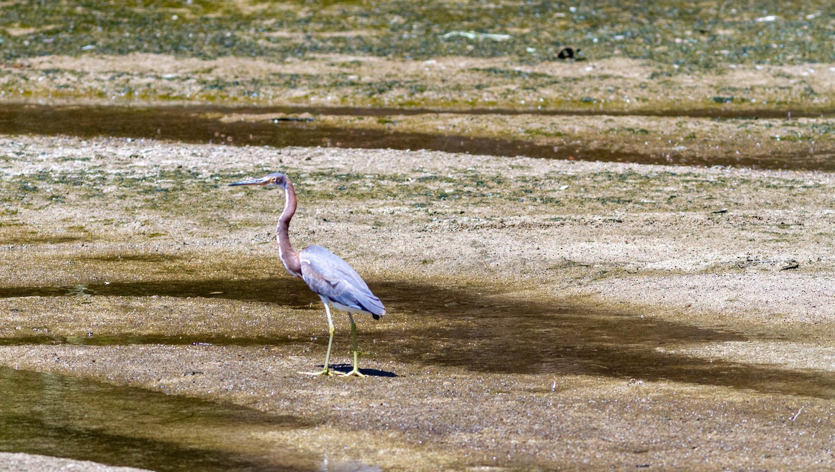 Tricolored Heron - ML496774111