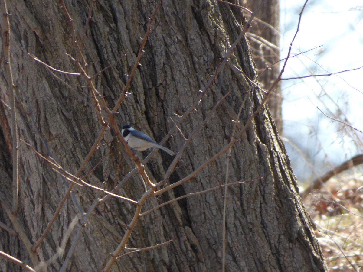 Carolina Chickadee - ML496774231