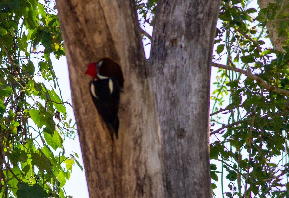 Lineated Woodpecker - ML496774251