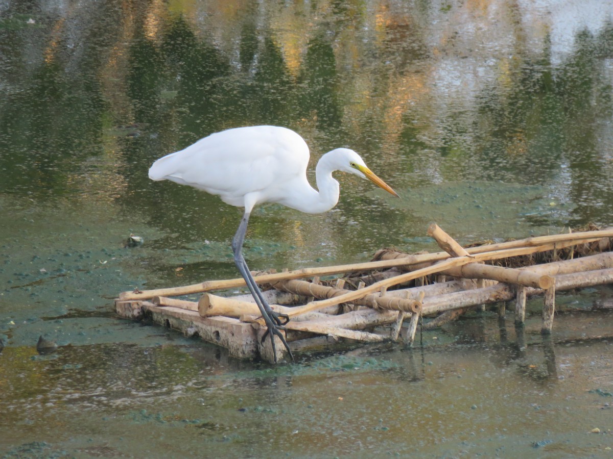 aigrette ou héron blanc sp. - ML49677471