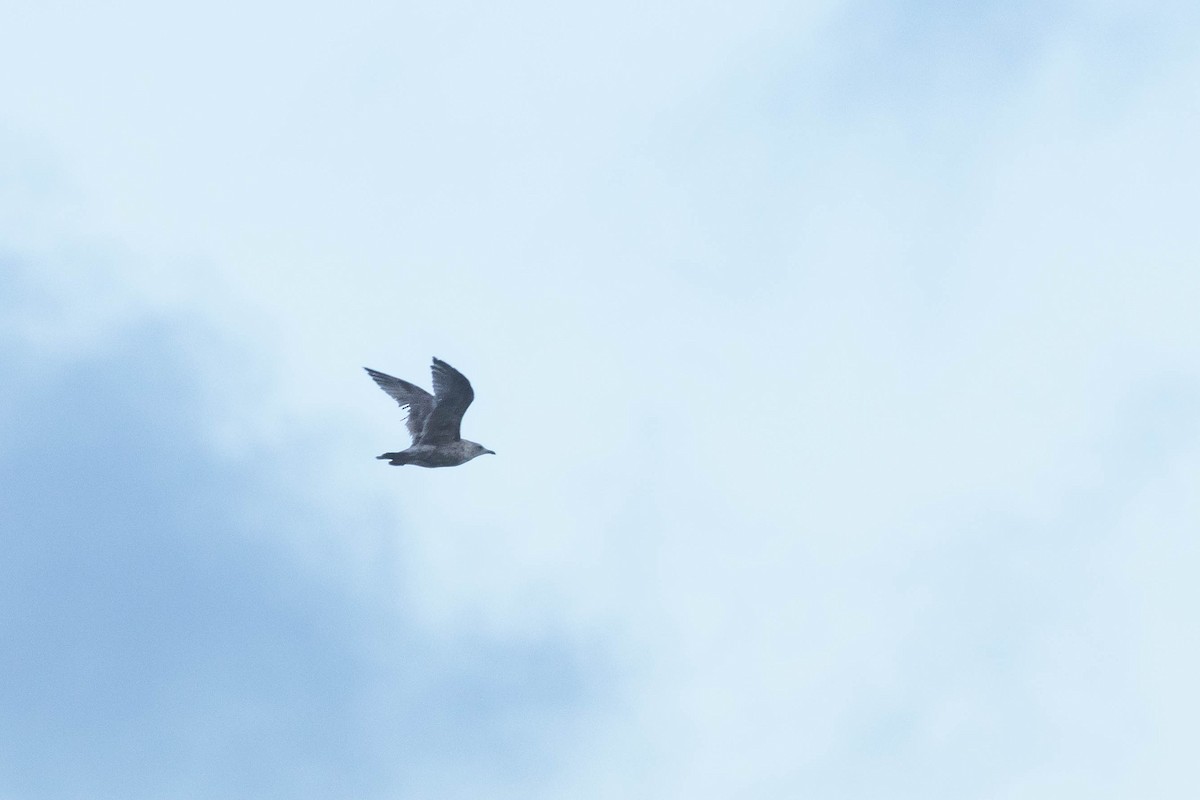 Larus sp. - ML496774991