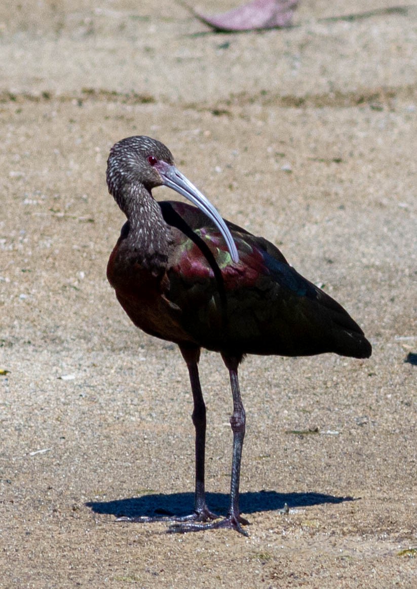 White-faced Ibis - ML496775061