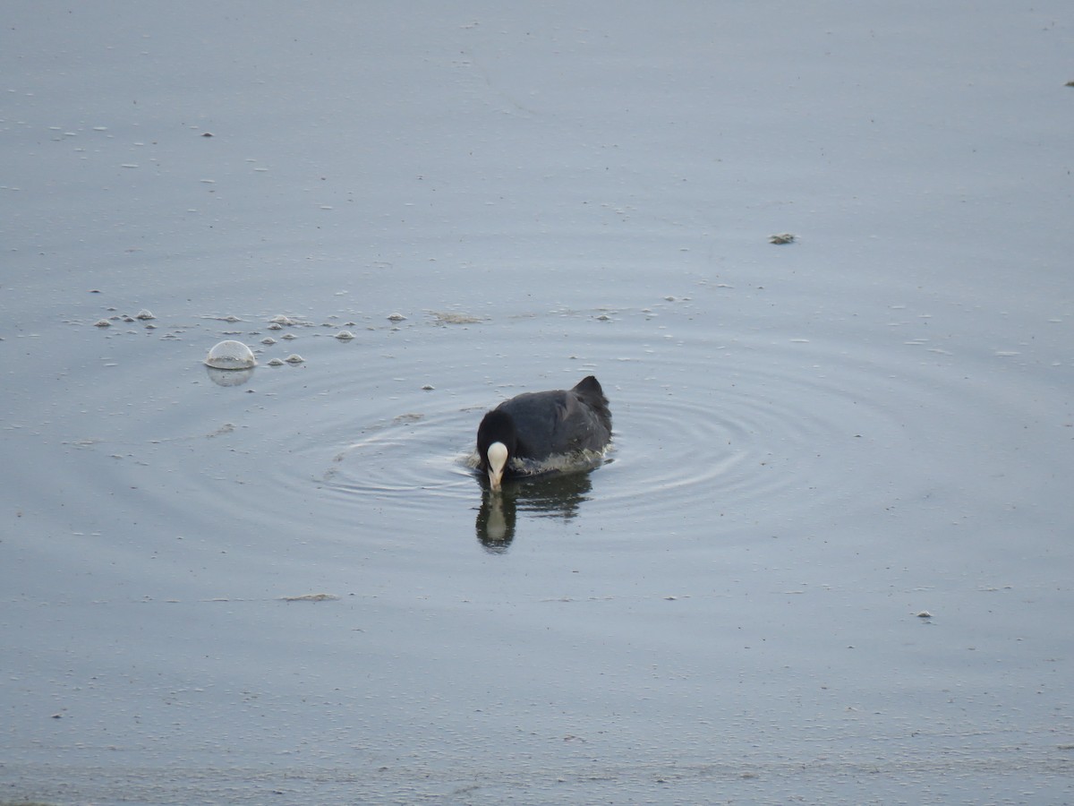 Eurasian Coot - Tara Rajendran