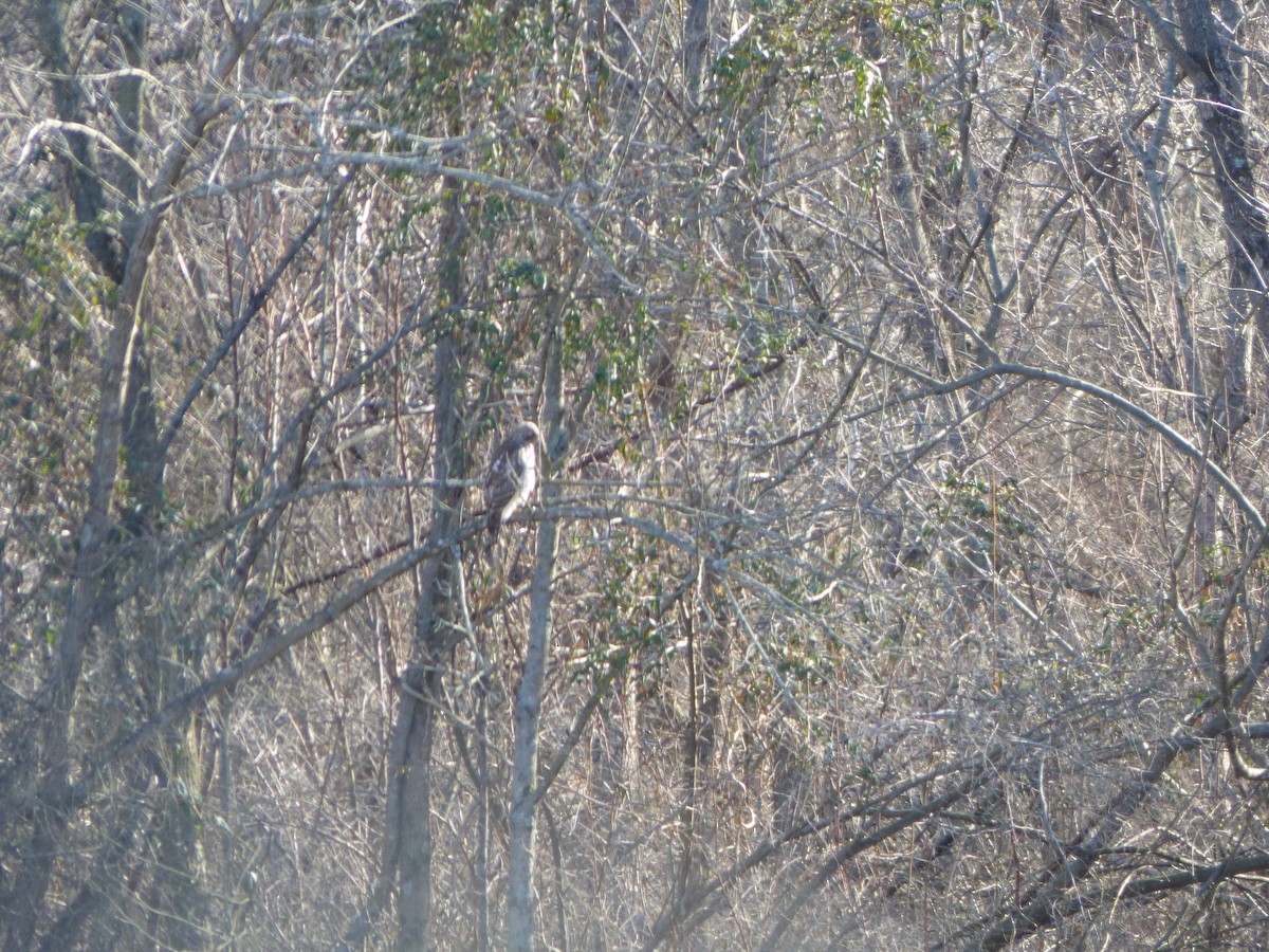 Red-tailed Hawk (borealis) - Kevin Rohling