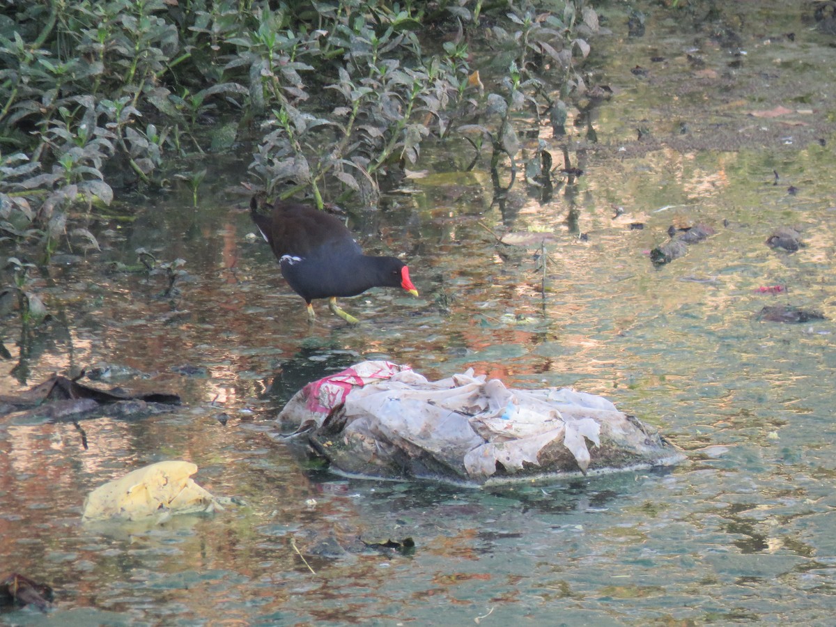 Gallinule poule-d'eau - ML49677681