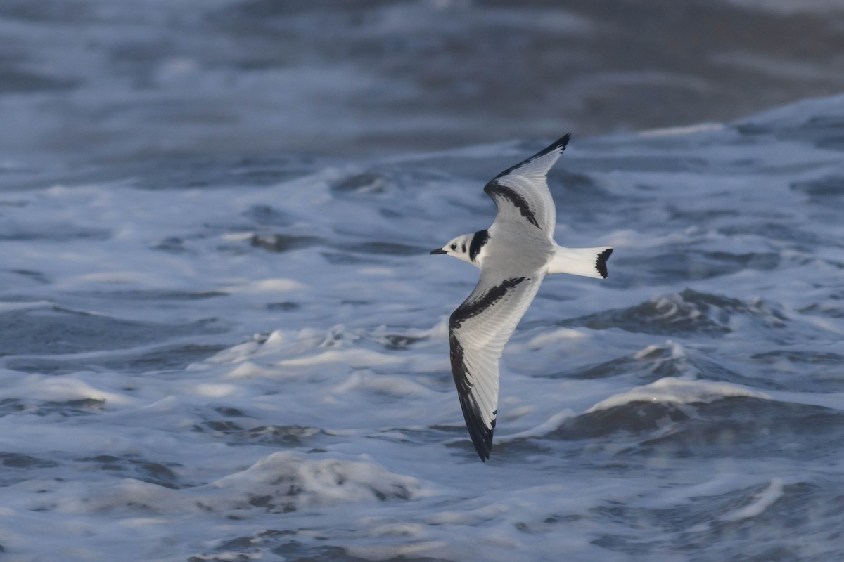 Black-legged Kittiwake - Alex Lamoreaux