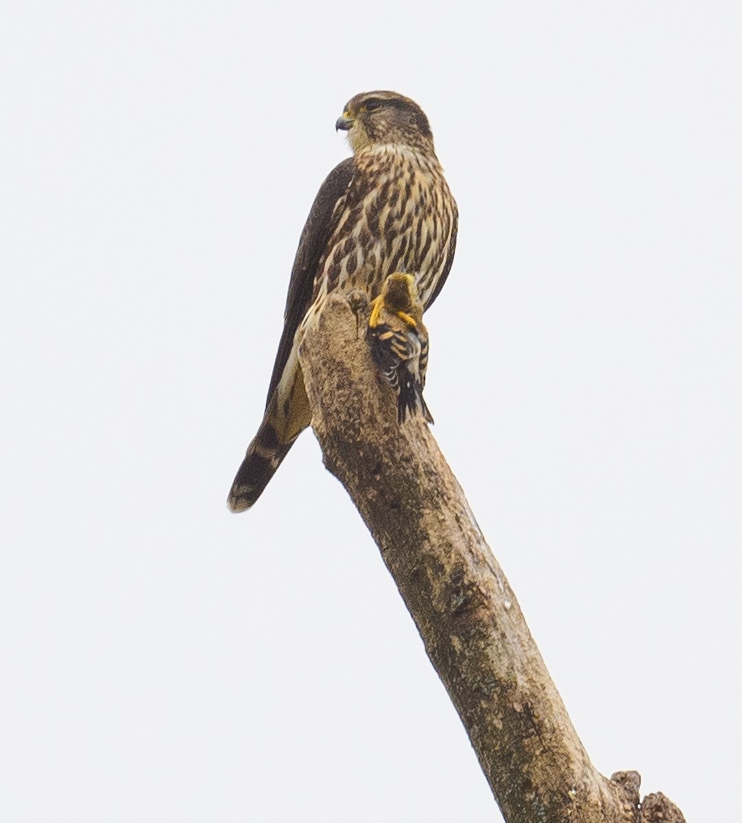 Merlin - ML496777691