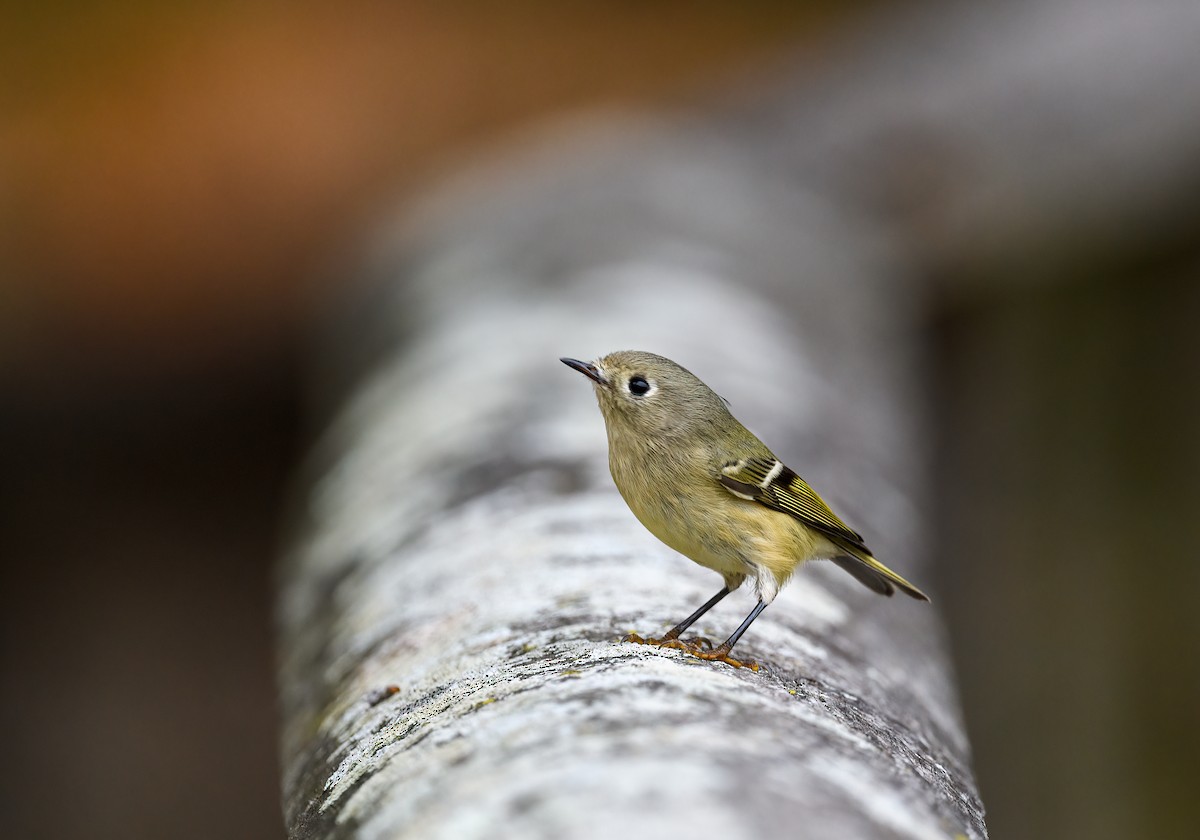 Ruby-crowned Kinglet - ML496777811