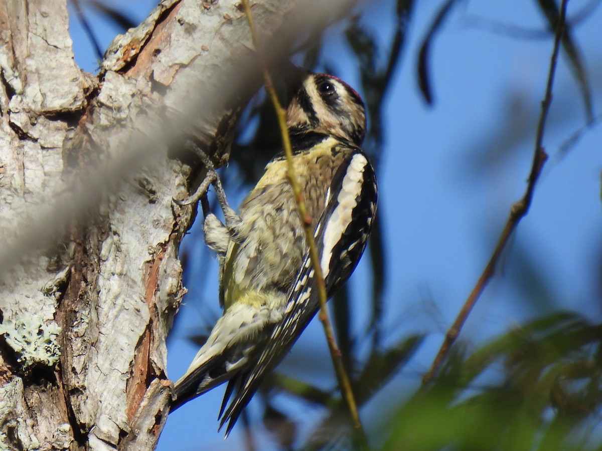 Yellow-bellied Sapsucker - ML496777931