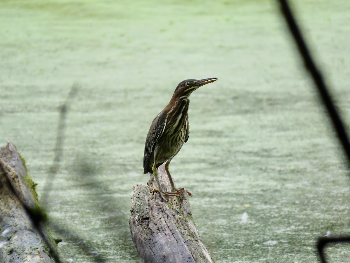 Green Heron - ML496778341