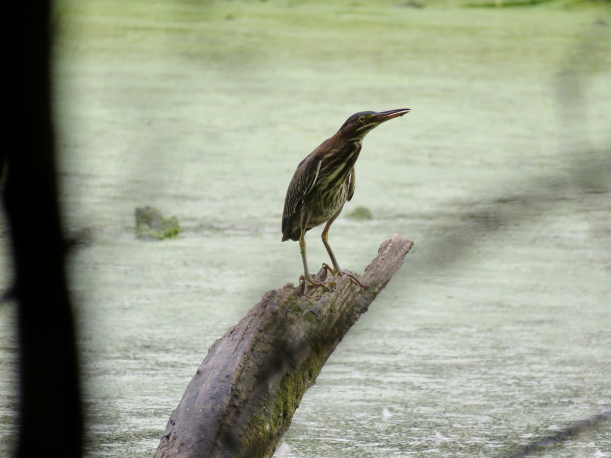 Green Heron - ML496778351