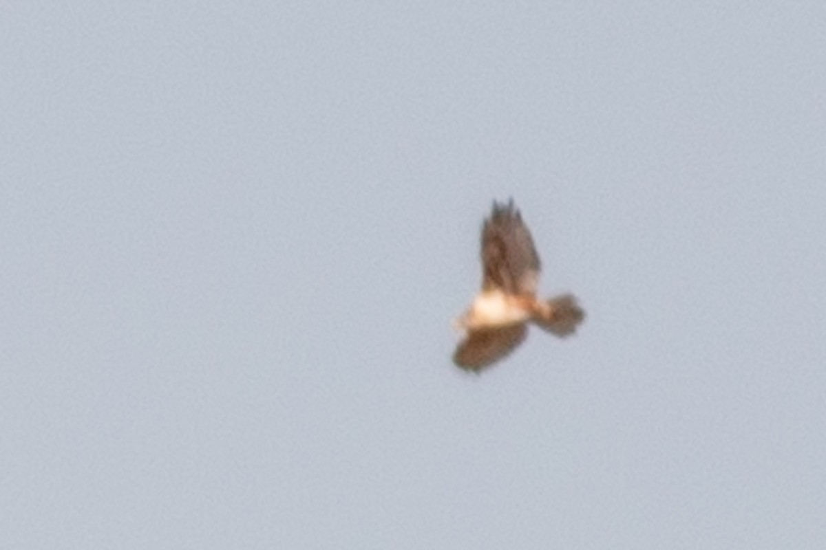 Ferruginous Hawk - ML496778521