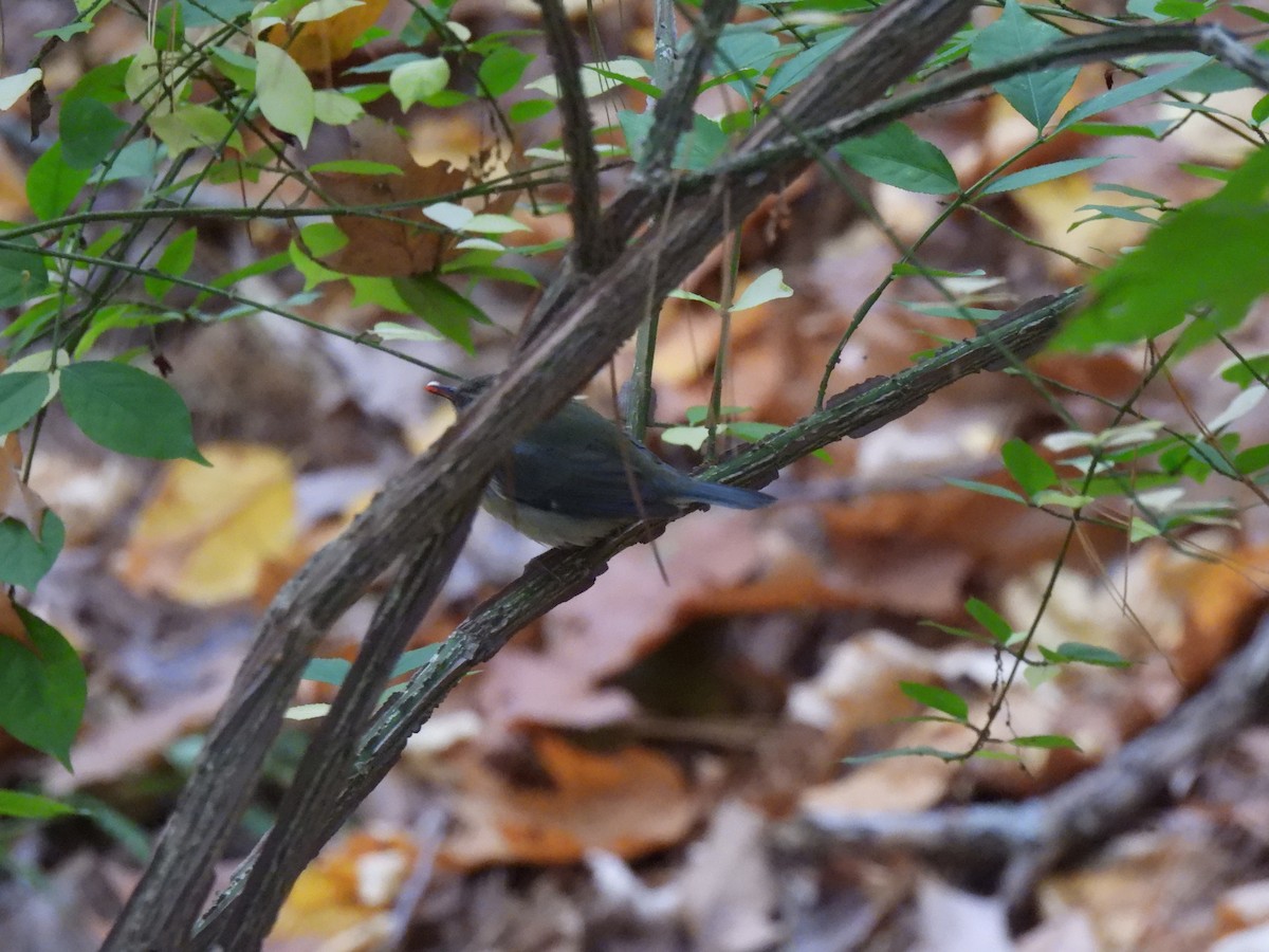 Black-throated Blue Warbler - ML496779181