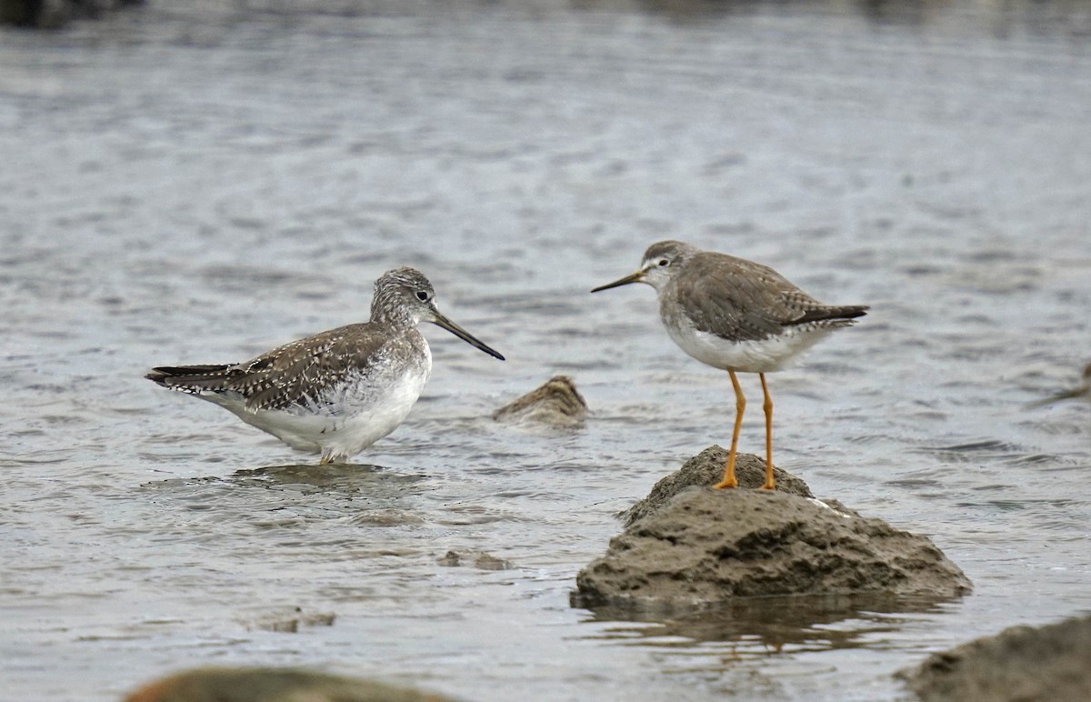 Greater Yellowlegs - ML496779931