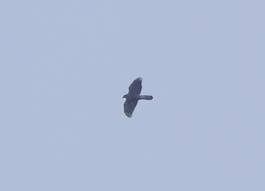 American Goshawk - Rob Emelander