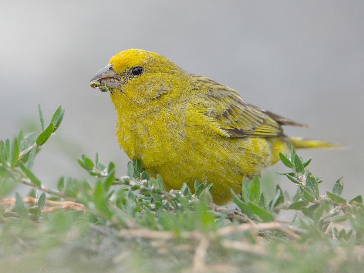 橙黃雀鵐 - ML496780751