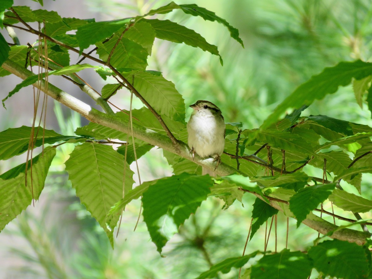 Chipping Sparrow - ML496780781