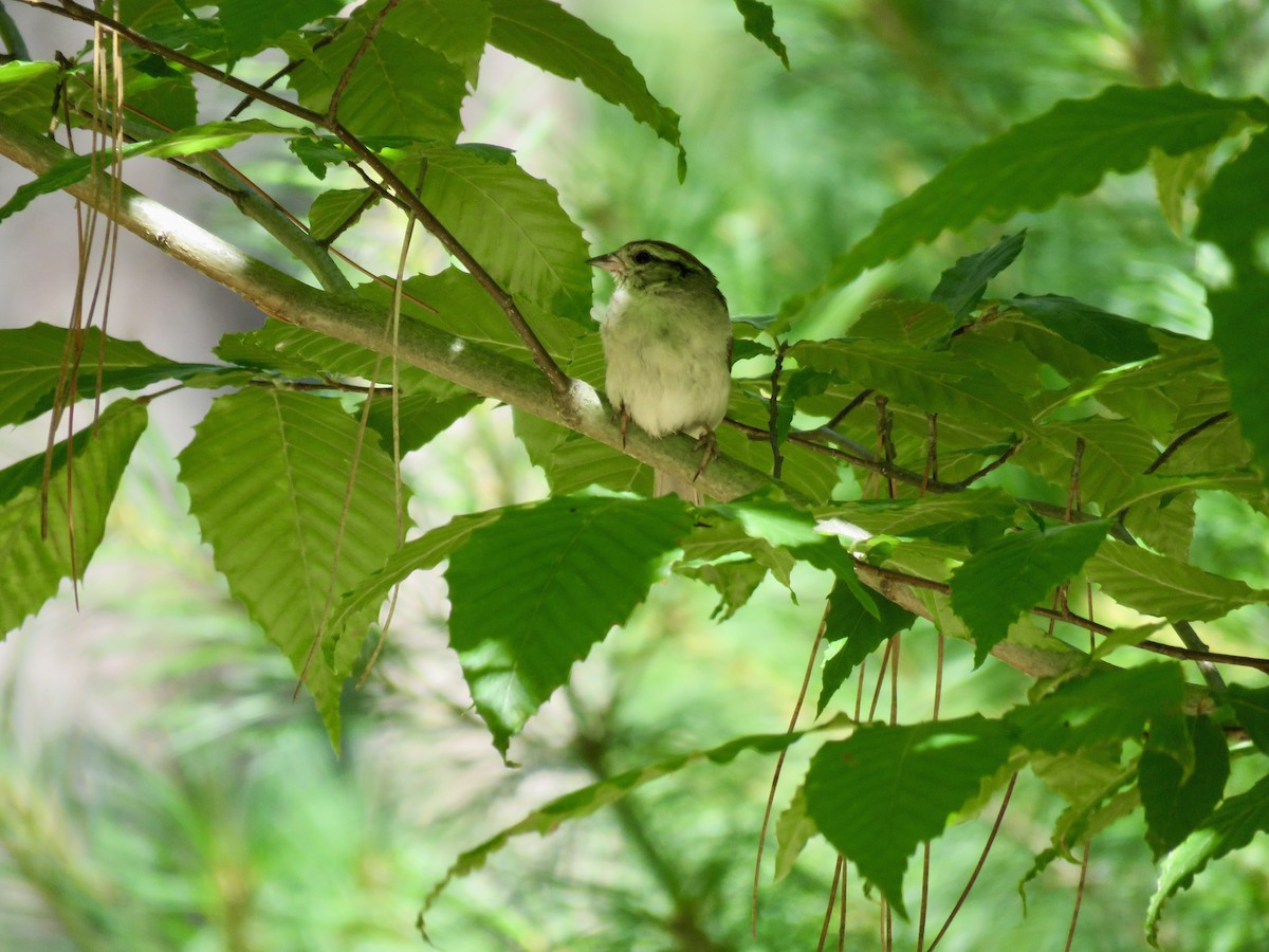 Chipping Sparrow - ML496780811