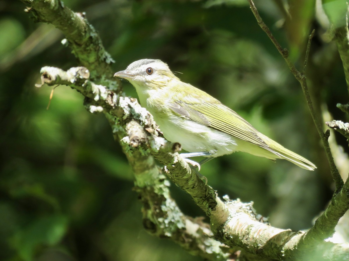 Red-eyed Vireo - ML496780971