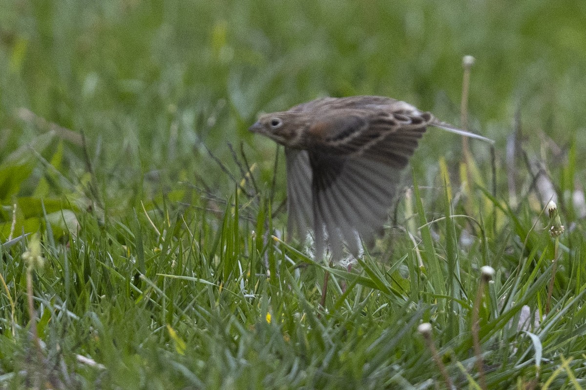 Vesper Sparrow - ML496781681