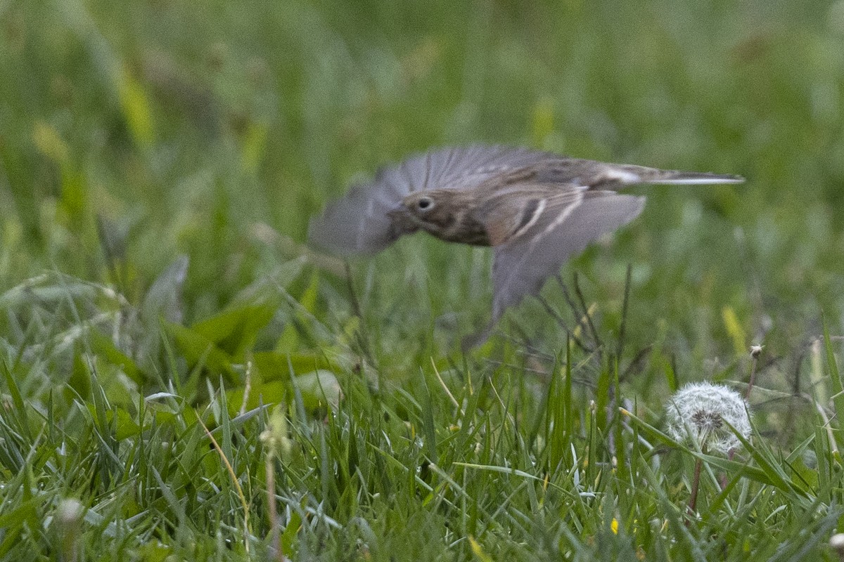 Vesper Sparrow - ML496781691