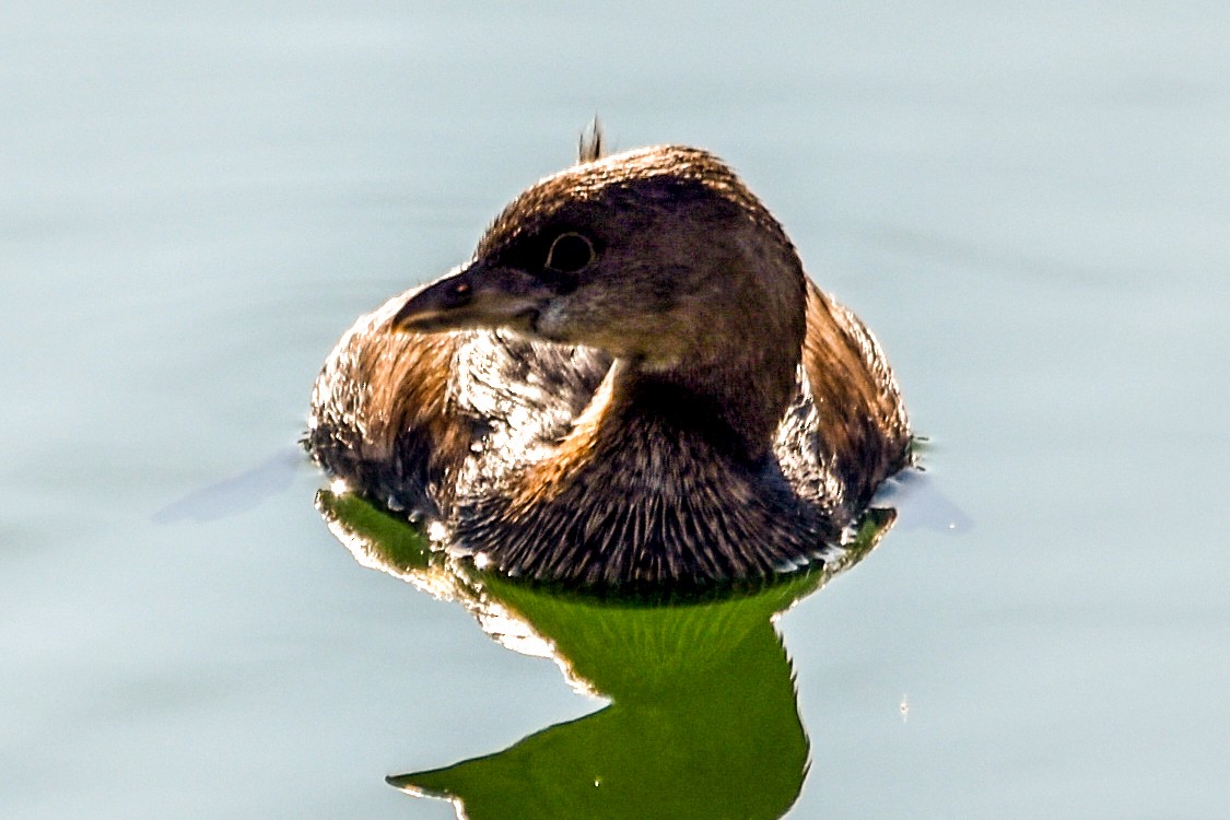 Pied-billed Grebe - ML496781801