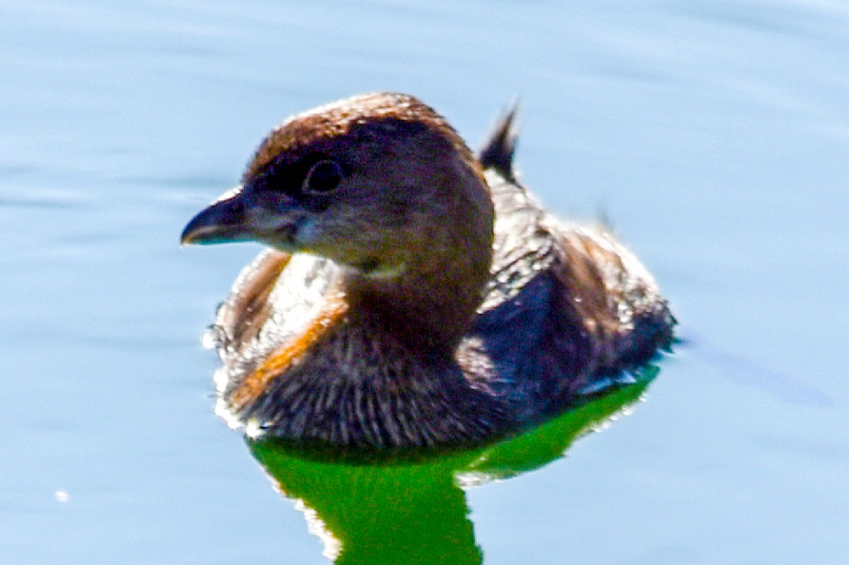 Pied-billed Grebe - ML496781911