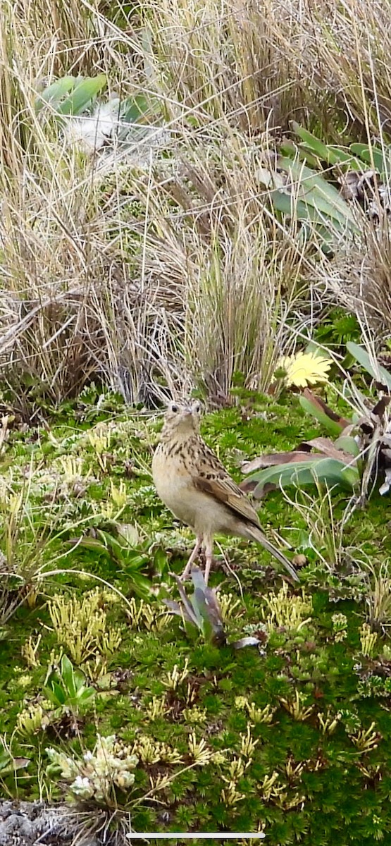 Pipit du paramo - ML496786591