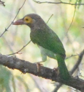 barbet hnědohlavý - ML49678681