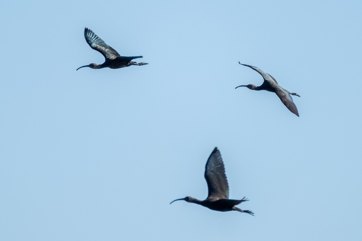 ibis americký - ML496787181