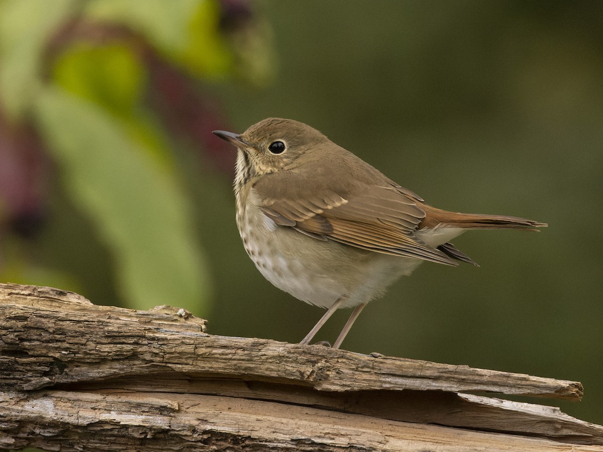 Hermit Thrush - ML496788841