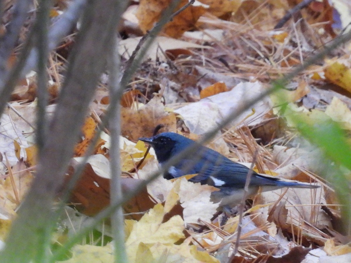 Black-throated Blue Warbler - ML496789191