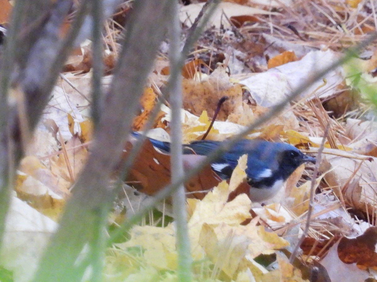 Black-throated Blue Warbler - ML496789201