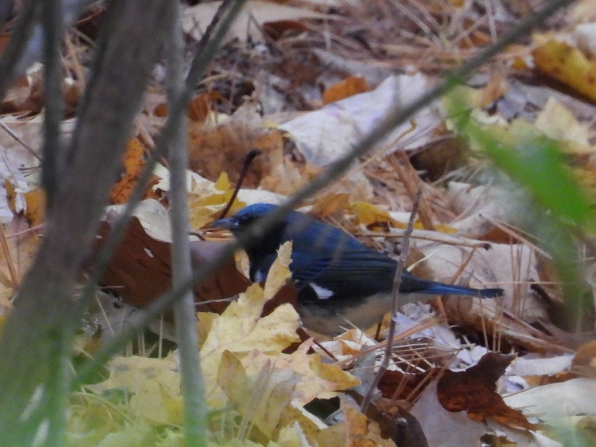 Black-throated Blue Warbler - Jeff Fengler