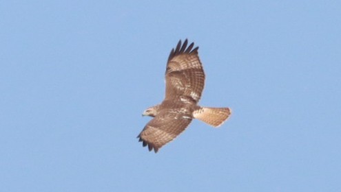 Red-tailed Hawk - ML496789921