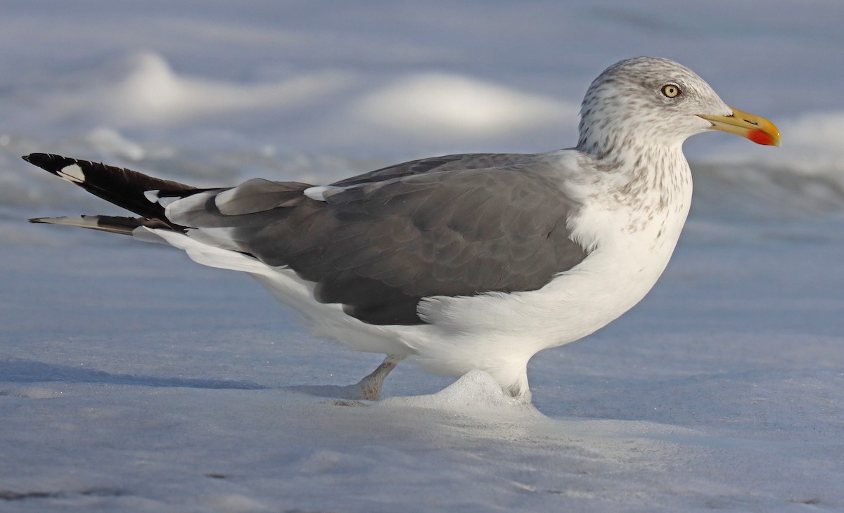 Lesser Black-backed Gull - ML496790571