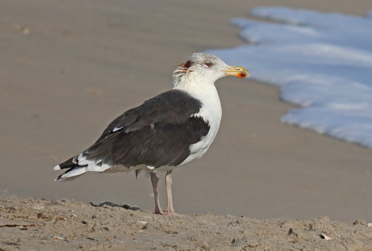 Great Black-backed Gull - ML496790721