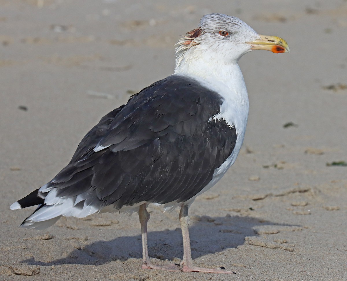 Great Black-backed Gull - ML496790771